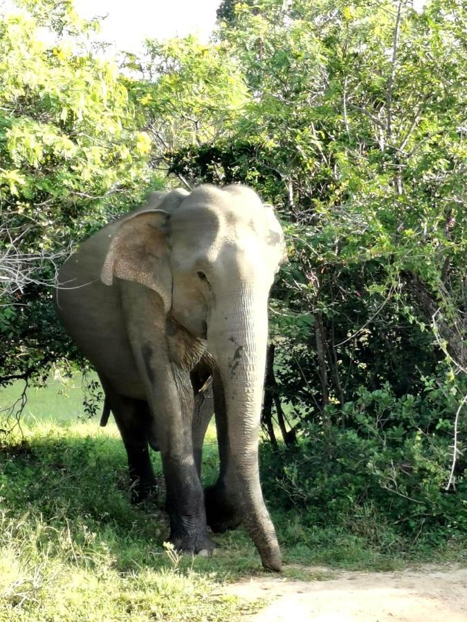 Julia Safari Inn Tissamaharama Luaran gambar