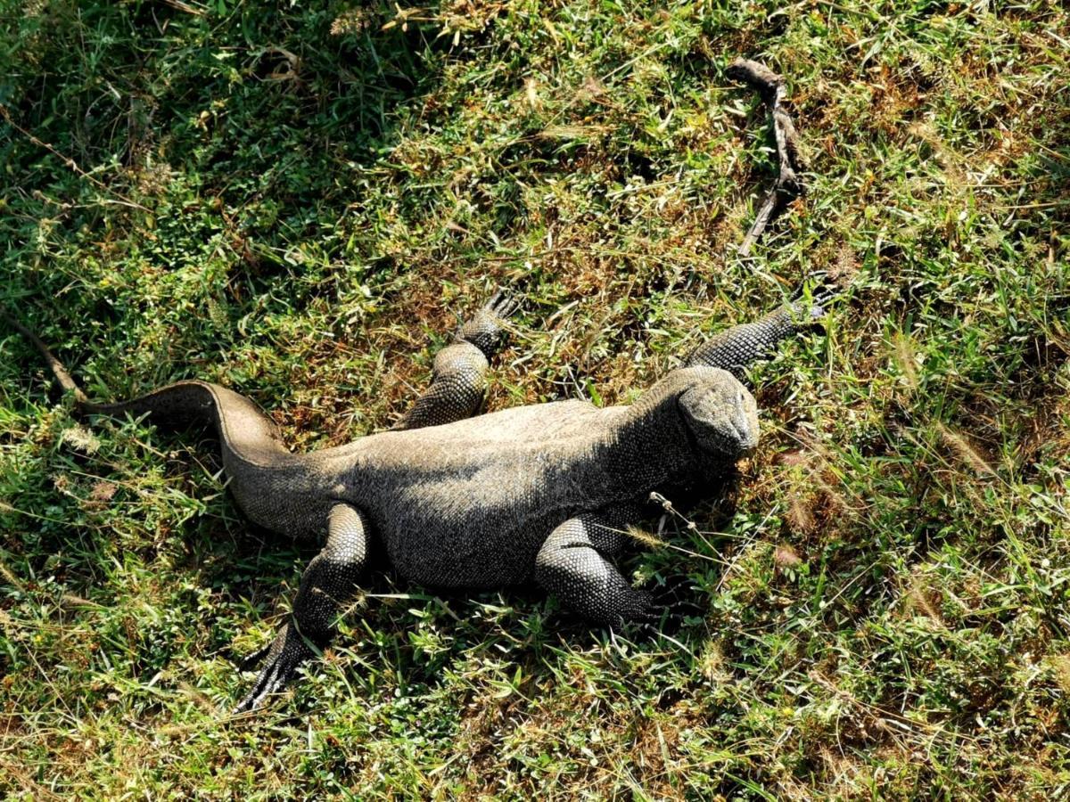 Julia Safari Inn Tissamaharama Luaran gambar
